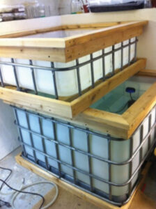 IBC-Totes-Aquaponics set up